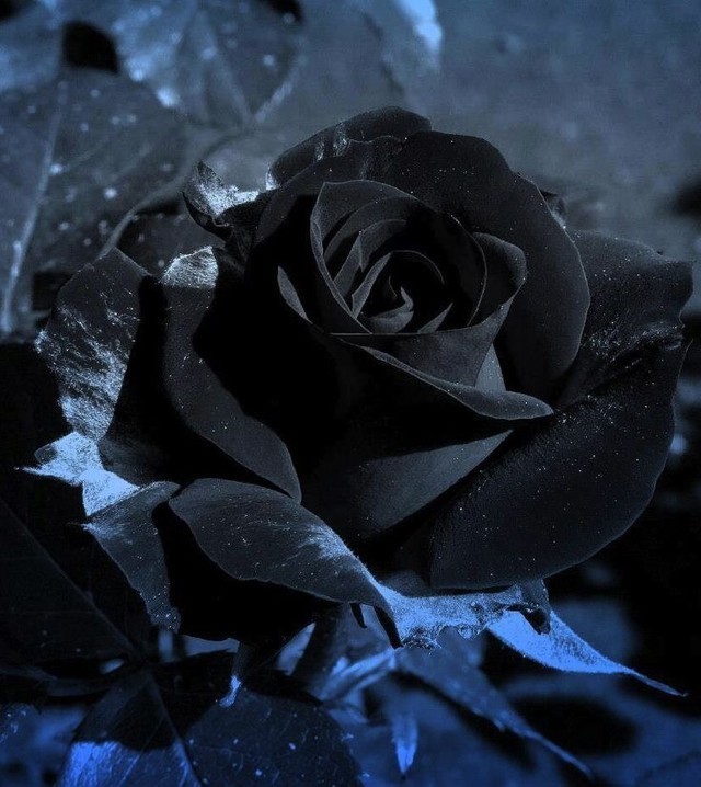黑色玫瑰黑色的夜 红色鲜血破碎誓言 黑色礼帽却无法遮掩 那张泪流