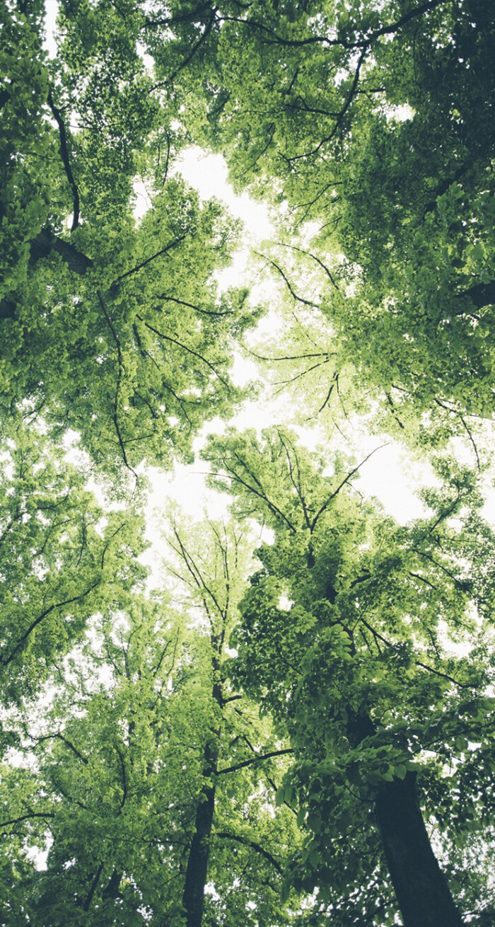 绿色 森系 小清新 治愈