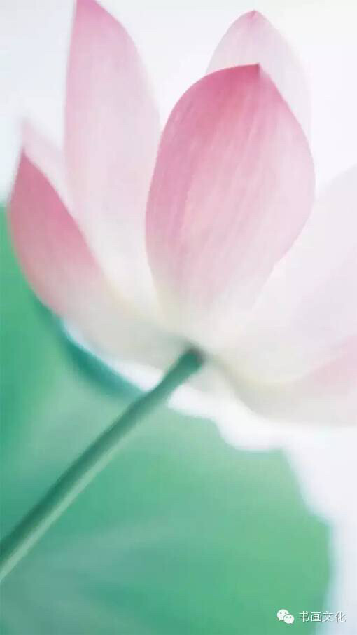 乐观的心态来自宽容,来自大度,来自善解人意,来自与世无争.
