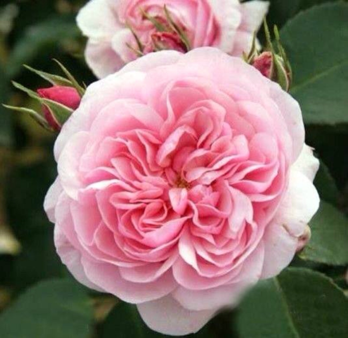 玫瑰岛(roseninsel)".