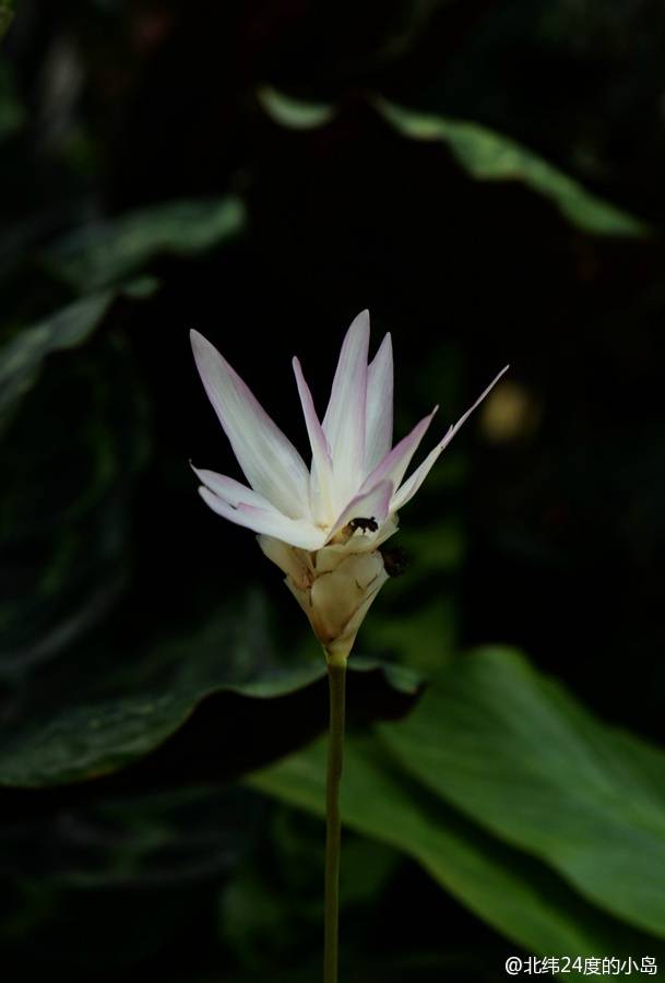 荷花肖竹芋图片