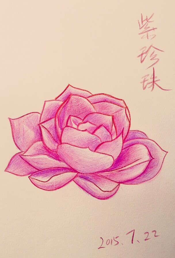 紫珍珠简笔画图片