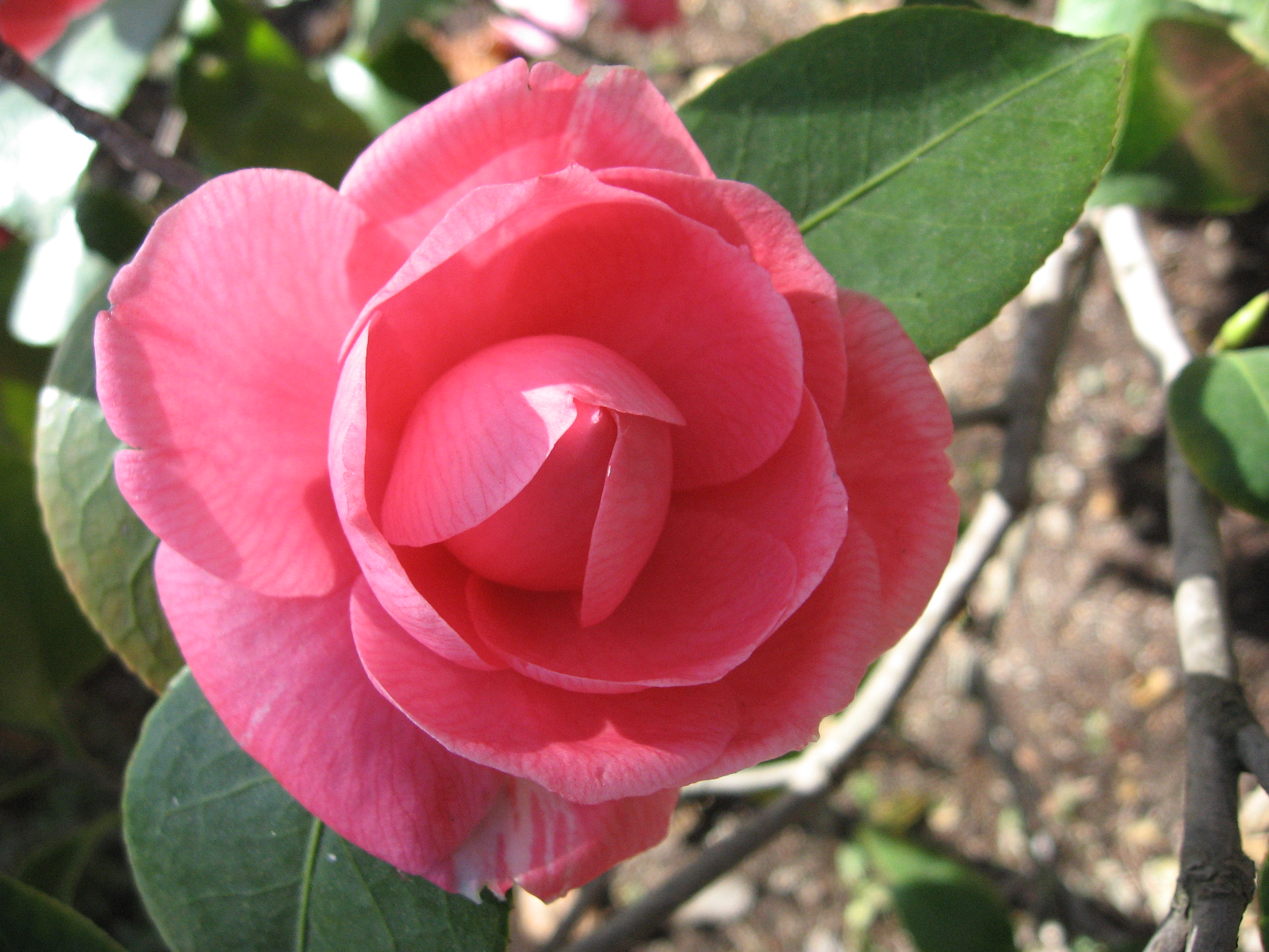 camellia blossom 山茶
