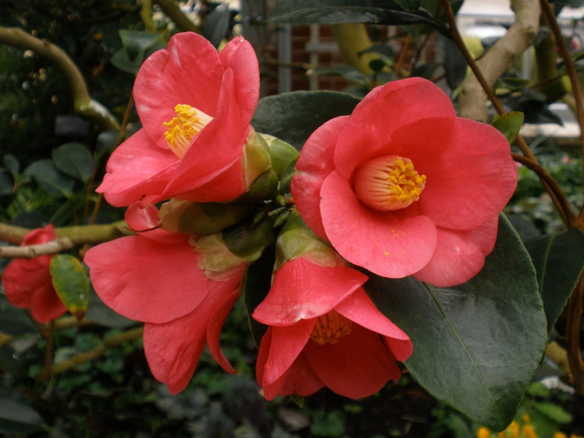 camellia blossom 山茶