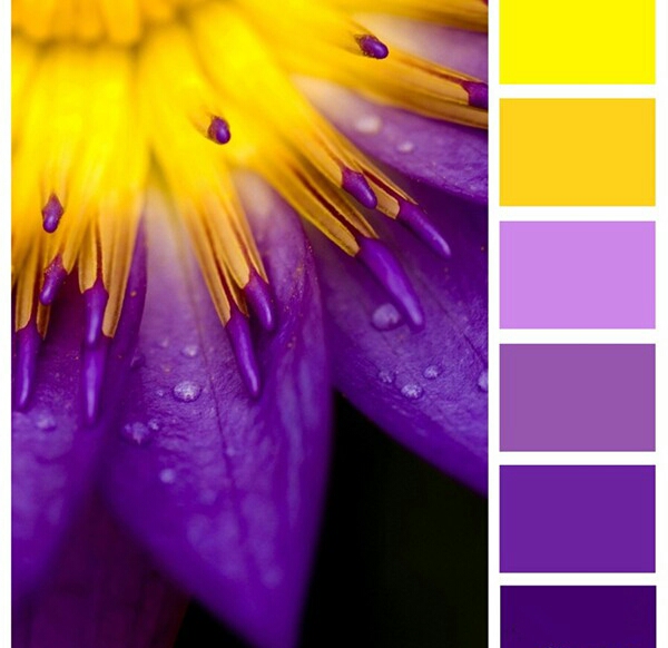 花朵配色方案.撞色的美. 涂色本——秘密花园;魔法森林;奇幻梦境.