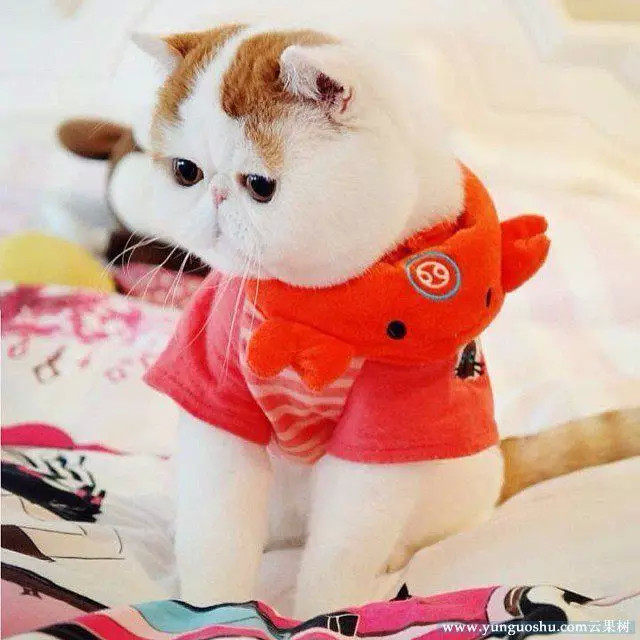 胖猫也可爱