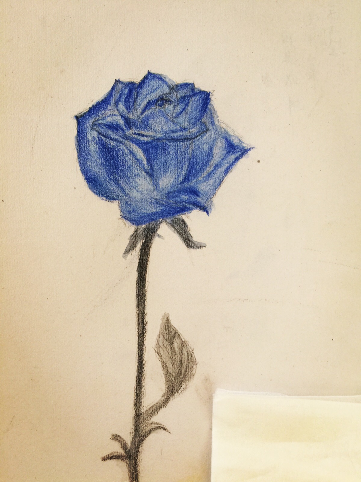 蓝玫瑰 彩铅图片