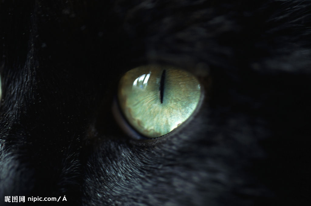 眼睛 迷人 摄影 艺术 美 猫瞳 兽瞳
