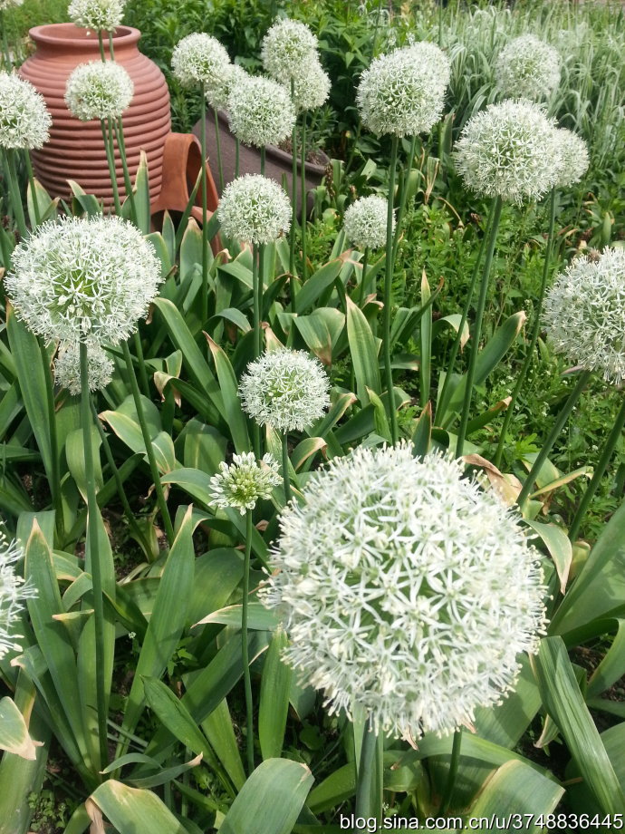 【石之若璞-花事-夏日觅花影】种名:大花葱~ 学名:allium giganteum