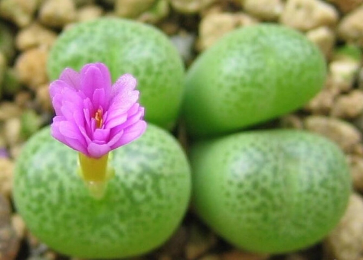 这种是什么植物?长得像石斛。大多寄生在树木和石壁上。