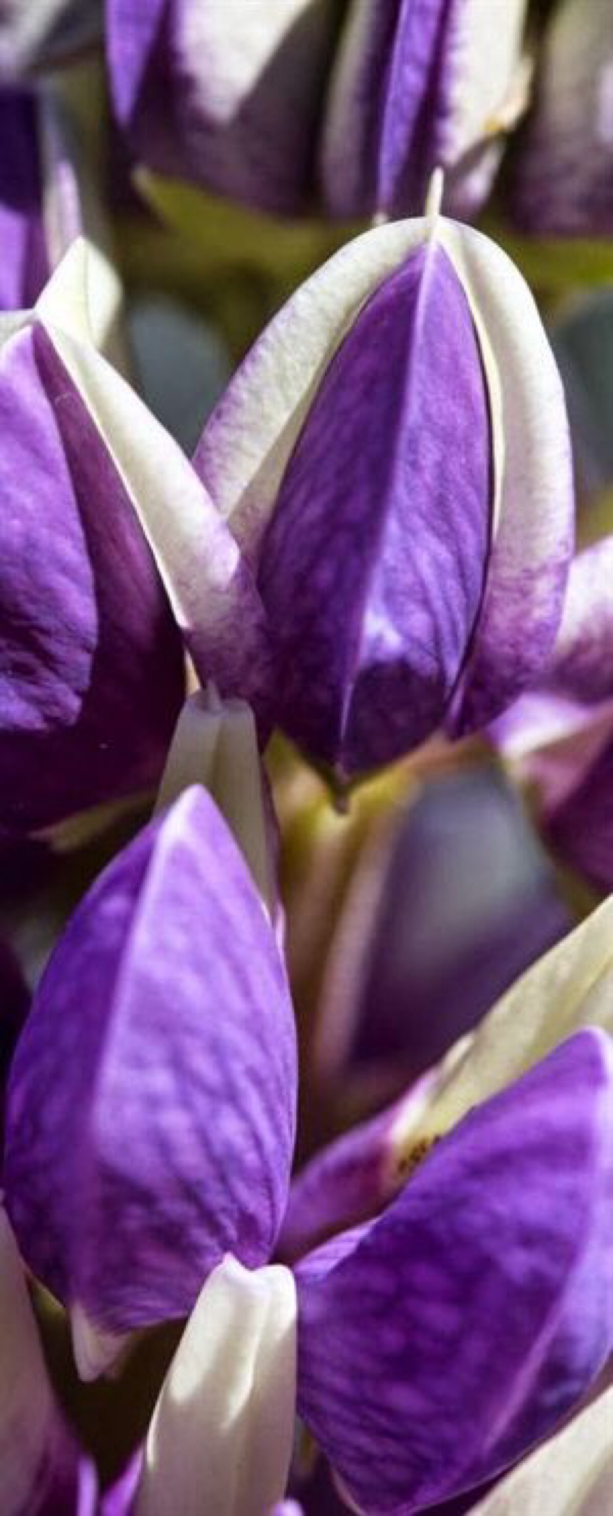 紫色和白色羽扇花