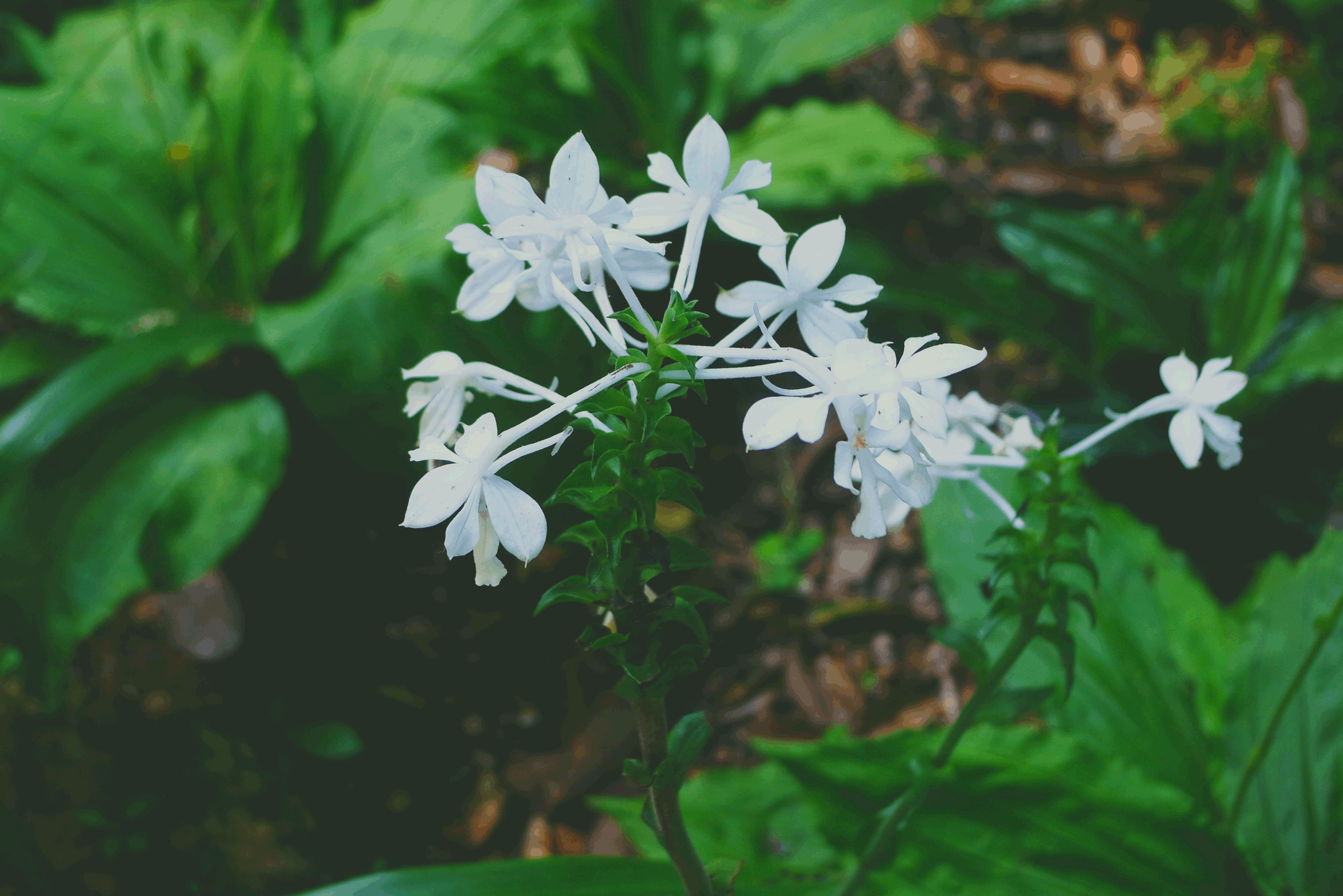 记,路边的一朵小白花.