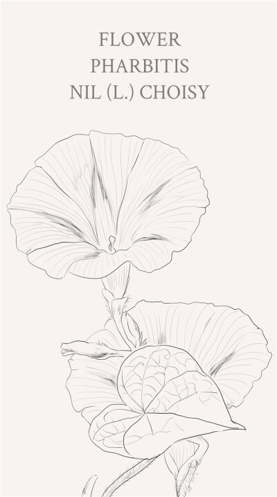 牵牛花,原名:牵牛,别名:喇叭花,筋角拉子,大牵牛花,勤娘子,拉丁文名