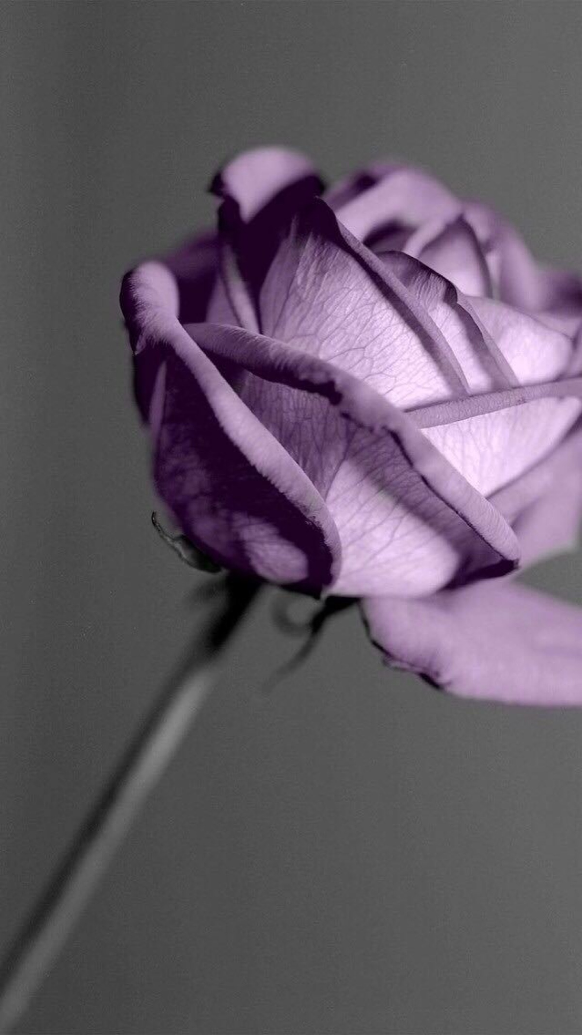 紫色玫瑰花一朵图片图片