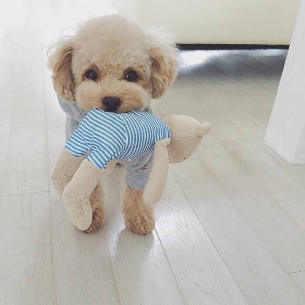 april#夏天的味道#清新壁纸#泰迪头像