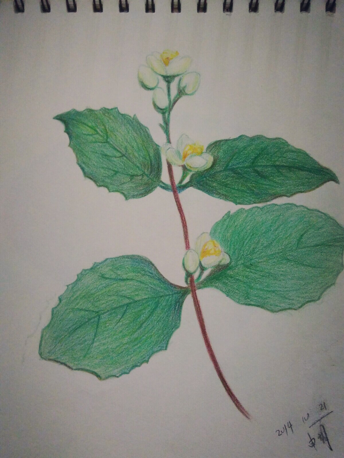 彩铅茉莉花 手绘 铅笔 彩铅 彩色 可爱 插画 艺术 植物