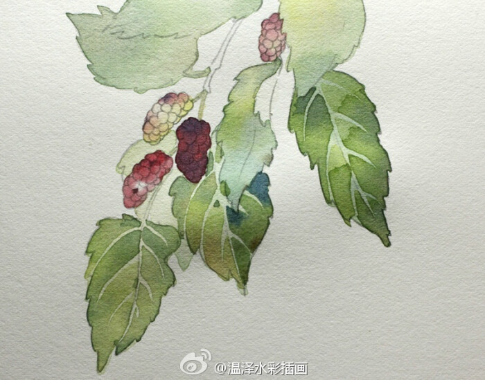 7 给叶子铺第二个层次,在这一步直接留出叶脉.图片