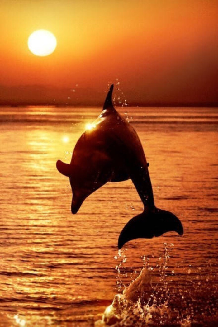 海豚图片手机壁纸可爱图片