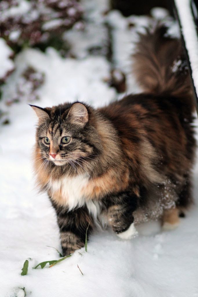 forest cat - closely related to the siberian cat, the norwegian