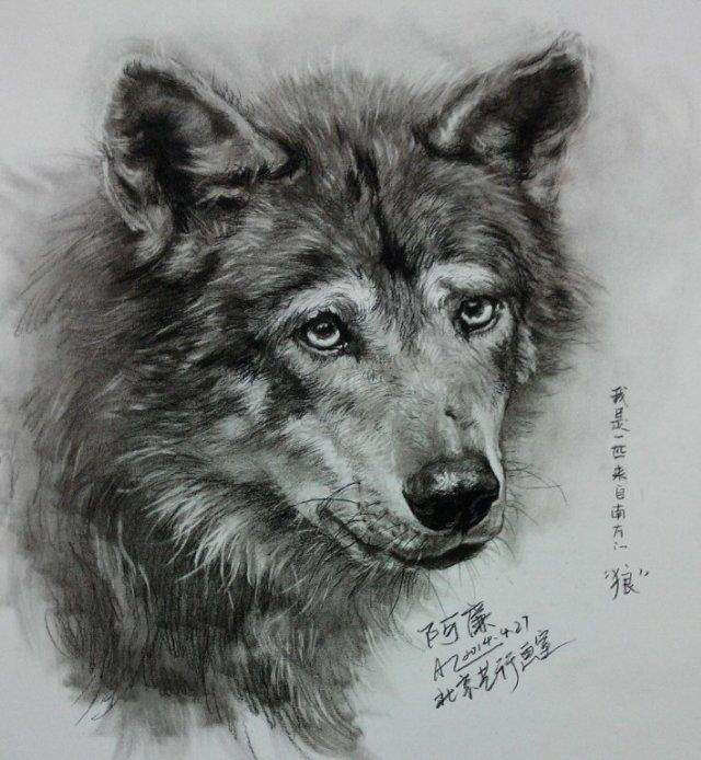 狼的画法素描图片