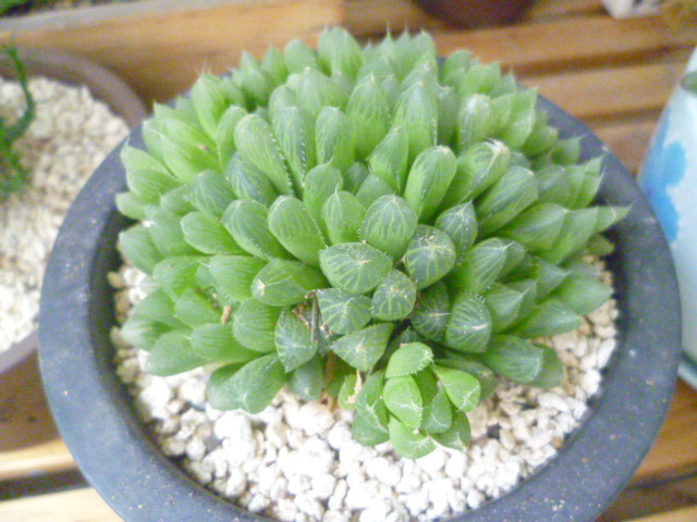 冰灯玉露