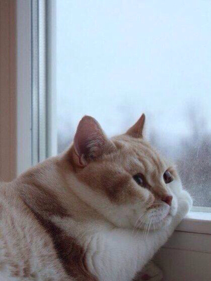这是一只肥猫.