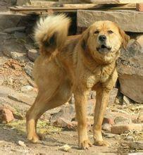 东北猎犬,别名周边猎犬,笨狗,产于东北黑龙江流域.