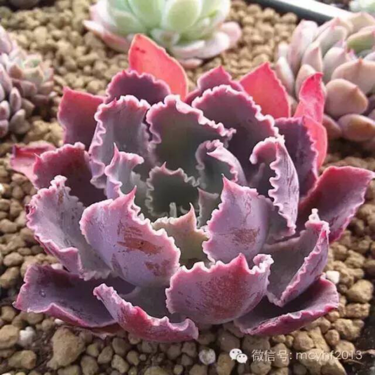 晚霞之舞echeveria shaviana madre del sur
