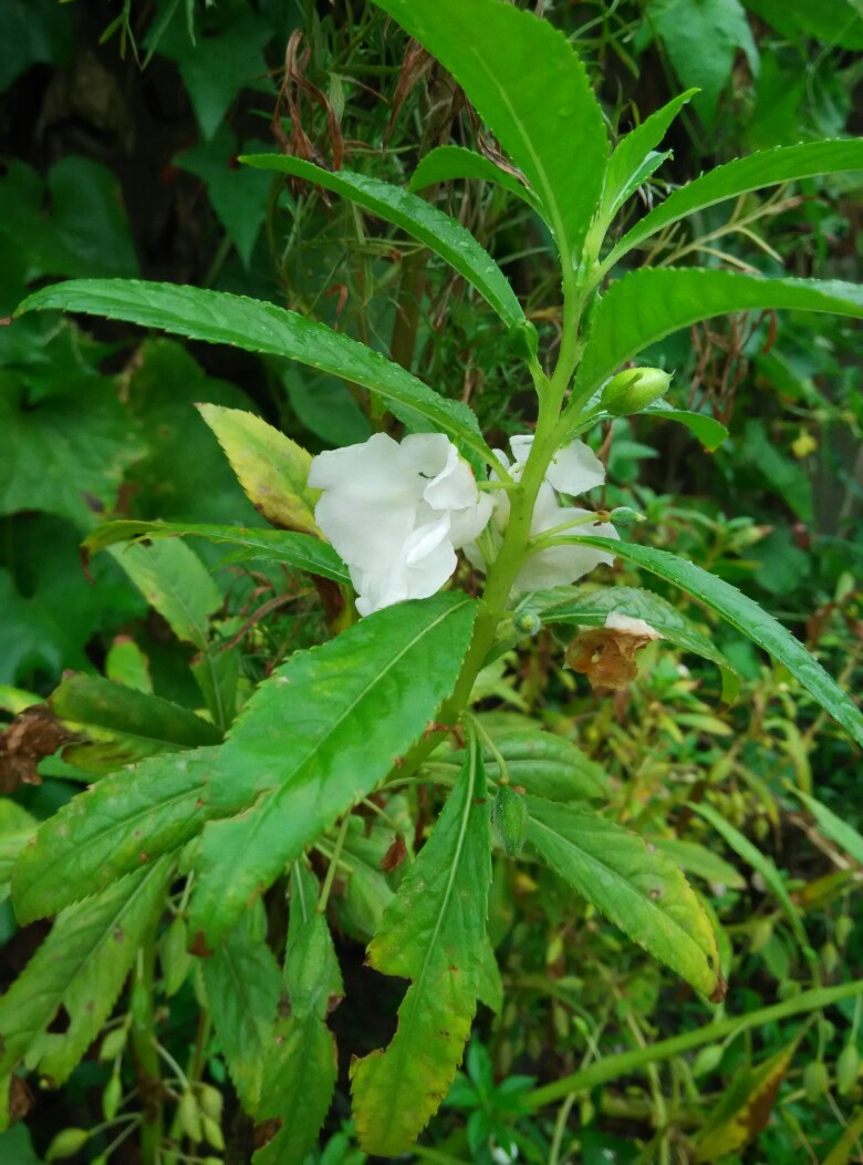 凤仙花 
