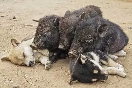 和猪队友一起也能睡的很香