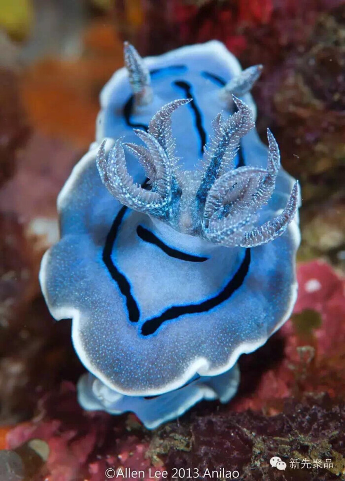 蛞蝓冰蓝色图片