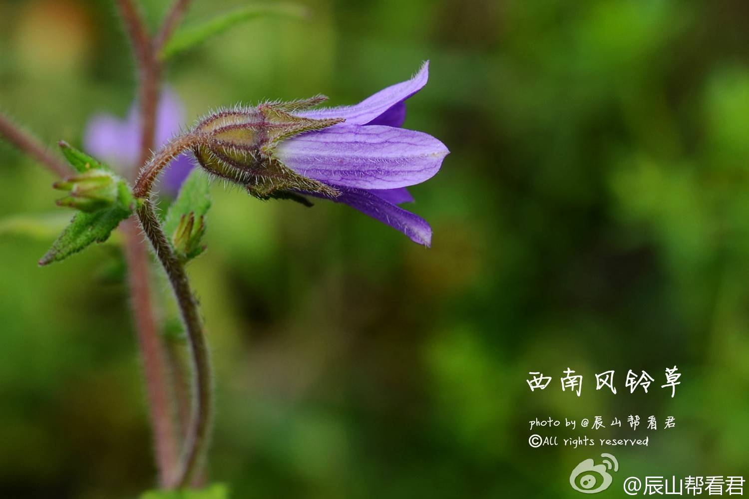 西南风铃草图片