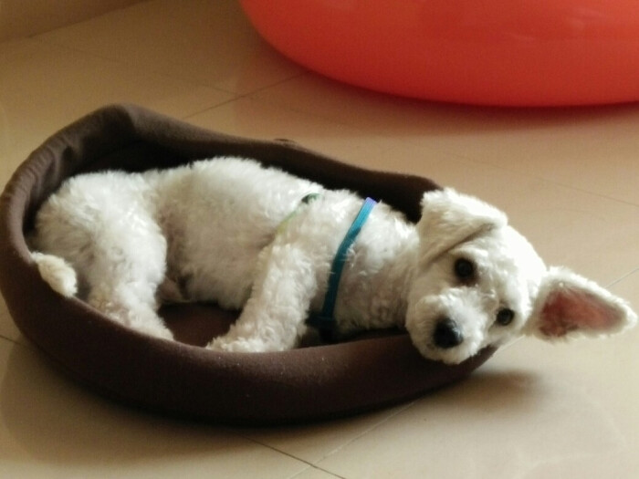 我家胖胖同学 剃了毛的比熊一只=~ω~=
