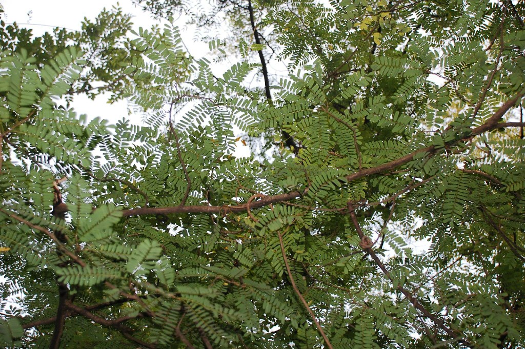 蝶形花科 fabaceae 黄檀属