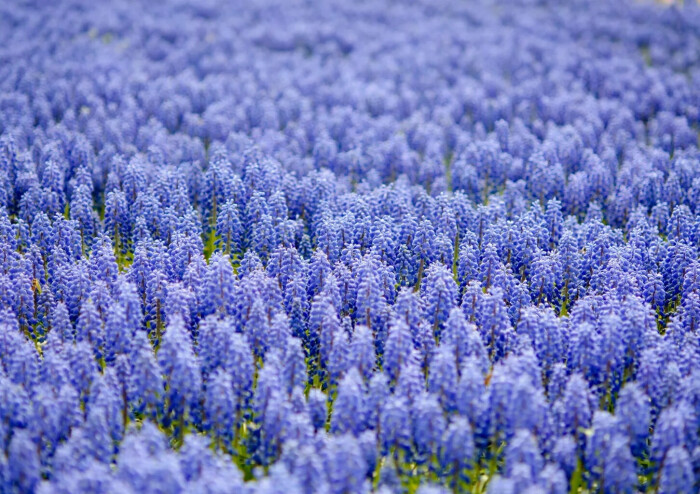 花的海洋