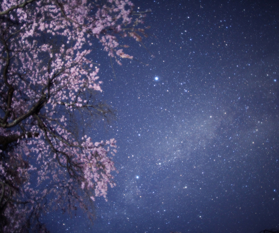 樱花二次元夜空图片