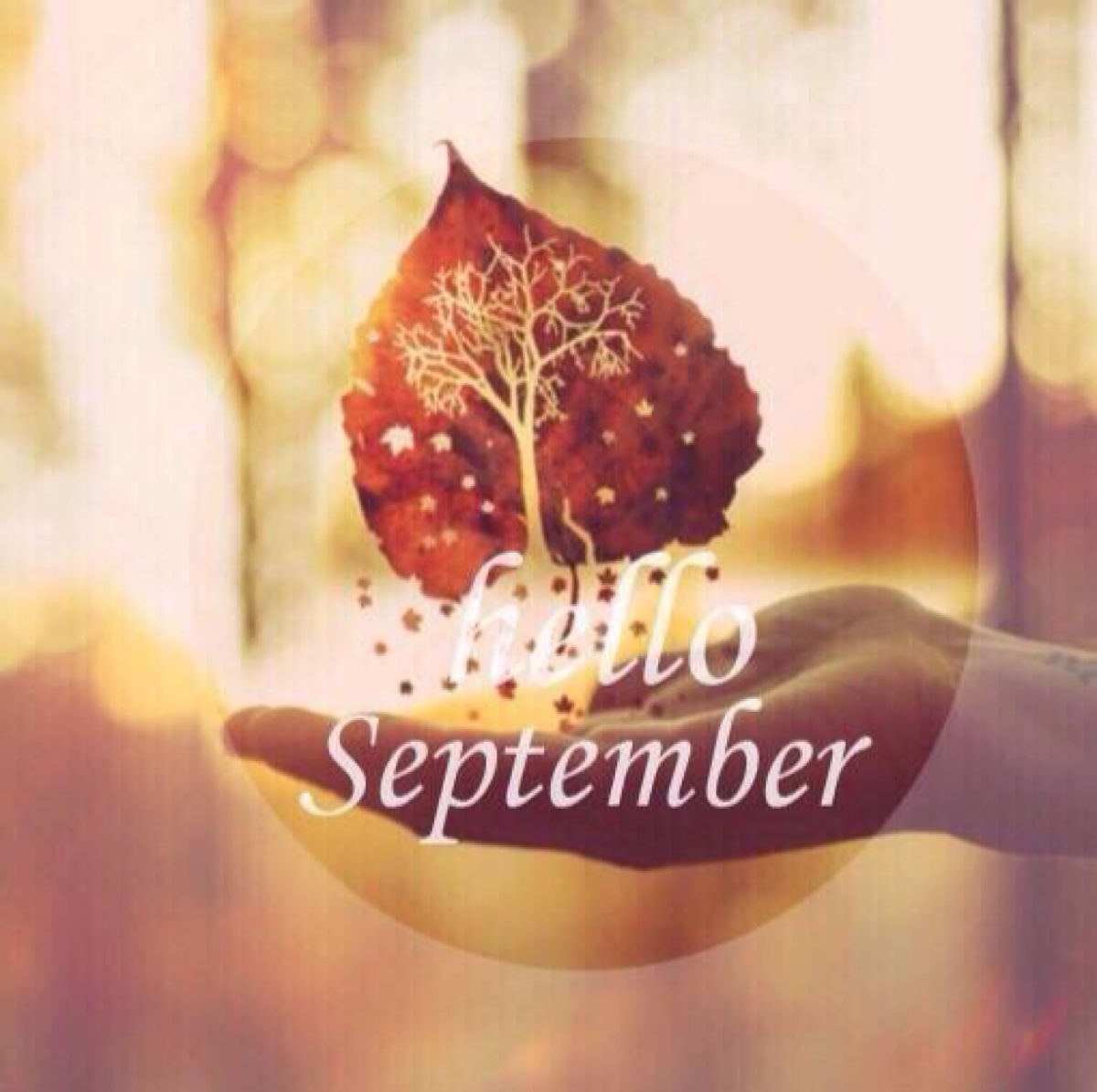 你好 九月 hello,september. 壁纸 插画 素材 唯美 拍摄 文字