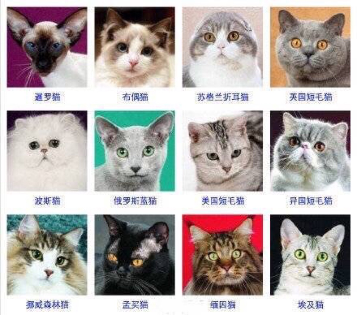 中国名猫的名称和图片图片