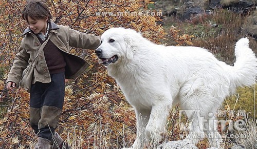 灵犬雪莉4图片大全 Uc今日头条新闻网