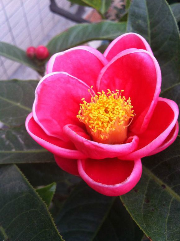 茶花系列