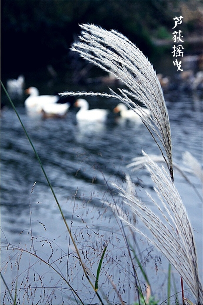 【中国节气:白露】鸿雁南飞,晨露为霜,秋意渐浓.残荷倾倒,芦荻摇曳.