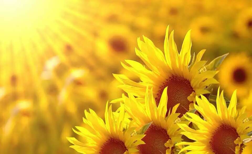 向日葵说,只要你朝着阳光努力向上,生活便会因此变得单纯而美好.