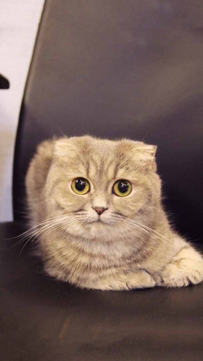 折耳猫-堆糖,美好生活研究所