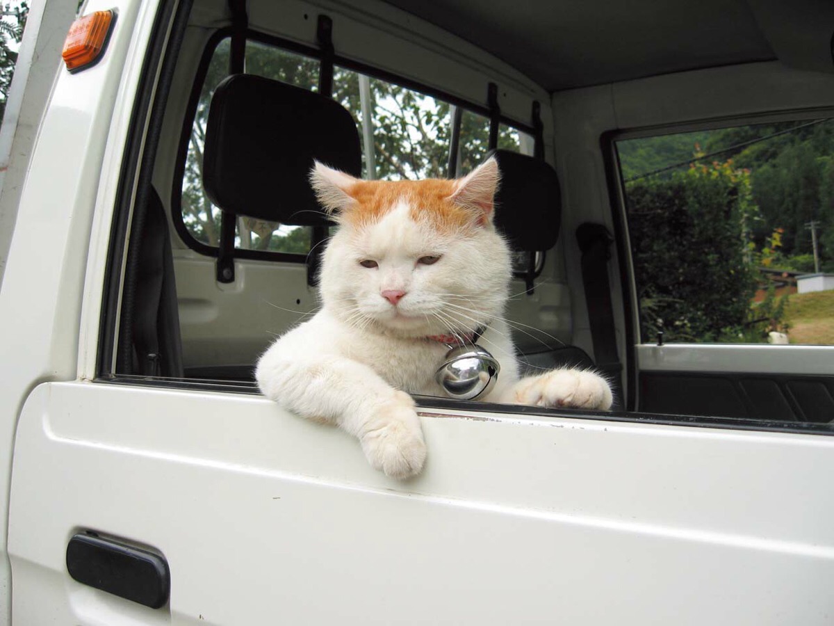 货车司机猫猫图图片