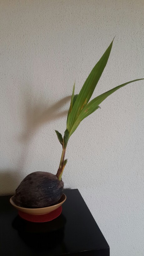 椰子发芽了