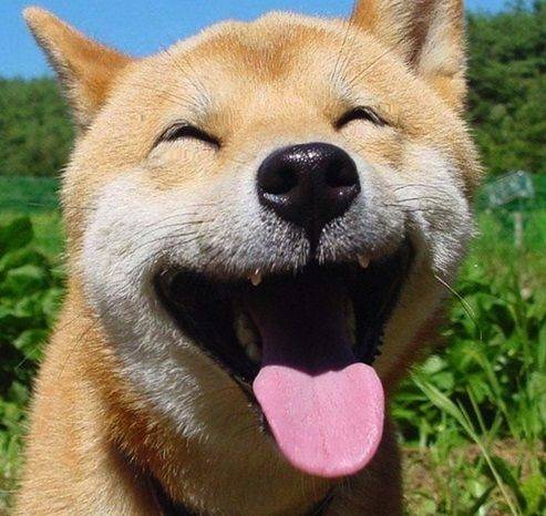 会笑的秋田犬图片