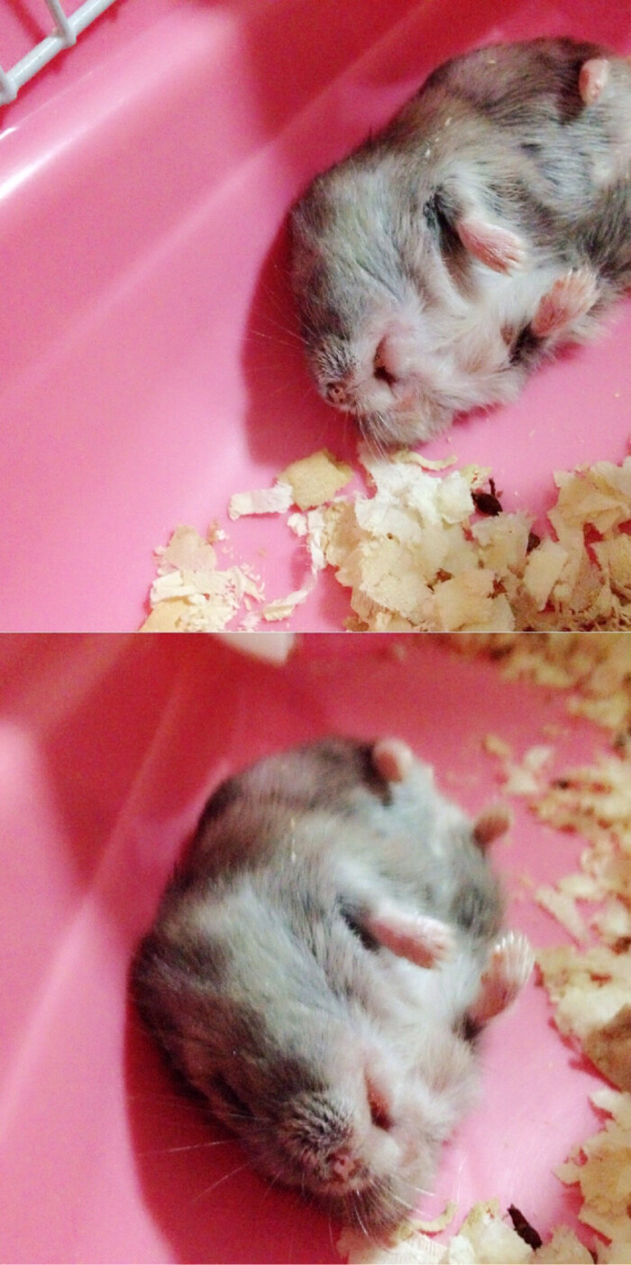 冬天要来了 塞的一嘴好食 #仓鼠日记# #仓鼠公举叫小龙女
