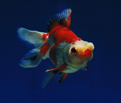 红白花龙睛金鱼,其眼球膨大,凸出眼眶外,两眼大小一致,左右对称,因