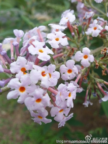 闲鱼花植物图片图片