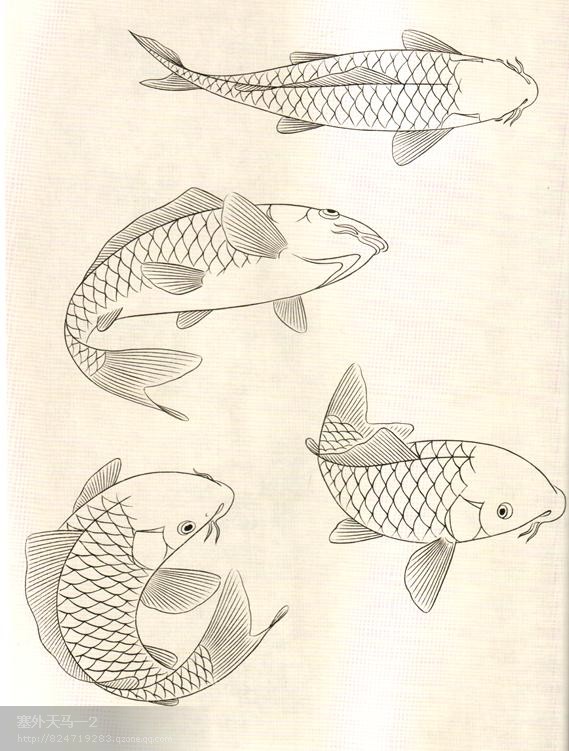 鱼的画法图片